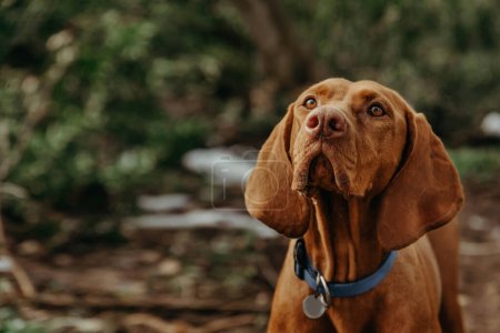 Téléchargez les photos : Portrait de chien hongrois pur Vizsla dans la nature. Belle Magyar Vizsla couleur rouille dorée lors d'une promenade dans une forêt, pointeur hongrois dans le collier photo de gros plan sur fond flou. - en image libre de droit