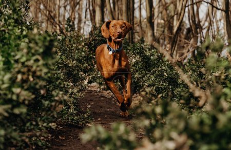 Photo for Purebred Hungarian Vizsla dog running in forest on a sunny spring day. Young golden-rust colored Magyar Vizsla runs through the woods, happy pointer on pathway between bare trees and evergreen bushes. - Royalty Free Image