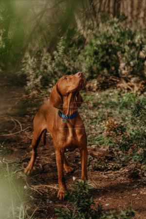 Photo for Purebred Hungarian Vizsla dog during walk in forest on a spring day. Young golden-rust colored Magyar Vizsla in the woods, active hungarian pointer on pathway between bare trees and evergreen bushes. - Royalty Free Image