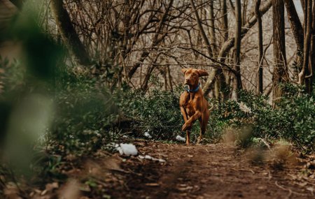 Photo for Purebred Hungarian Vizsla dog running in forest on a sunny spring day. Young Magyar Vizsla with flapping ears runs through the woods, happy pointer on pathway between bare trees and evergreen bushes. - Royalty Free Image
