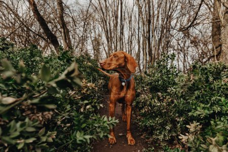 Photo for Purebred Hungarian Vizsla dog walking in forest on a spring day. Young golden-rust colored Magyar Vizsla walks through the woods, hungarian pointer on pathway between bare trees and evergreen bushes. - Royalty Free Image