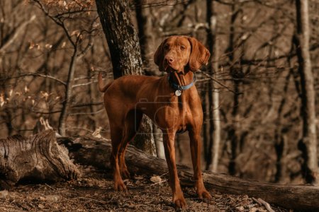 Photo for Purebred Hungarian Vizsla dog in blue collar walking in forest on sunny day. Beautiful golden-rust colored Magyar Vizsla in the woods, active hungarian pointer between bare trees. - Royalty Free Image