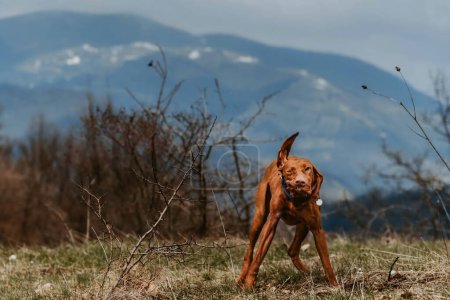 Photo for Vizsla dog standing on mountain and shaking her head with funny expression. Hungarian pointer shakes head, flapping ears, cheeks and goofy jowls, hilarious pet portrait on nature during hiking trip. - Royalty Free Image