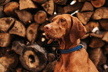 Photo for Vizsla dog sitting in woodpile closeup portrait. Purebred shorthaired hungarian pointer sits in front of firewood background. Golden rust pet in blue collar by wood stack. - Royalty Free Image