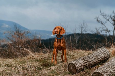 Photo for Vizsla dog standing on mountain close to woodpile. Golden rust hungarian pointer in nature during hiking trip. Enjoy dog-friendly vacation and outdoor activities. Hiking and travel with pets concept. - Royalty Free Image