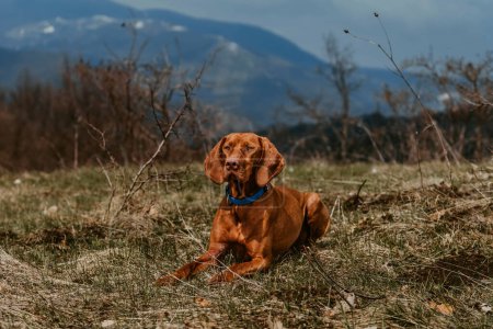 Photo for Vizsla dog lying and resting in mountain valley. Golden rust hungarian pointer in nature during hiking trip. Enjoy dog-friendly vacation and outdoor activities. Hiking and travel with pets concept. - Royalty Free Image