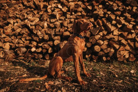 Photo for Vizsla dog sitting in woodpile in golden light, full length portrait. Purebred shorthaired hungarian pointer sits in front of firewood background. Golden rust pet in blue collar by wood stack. - Royalty Free Image
