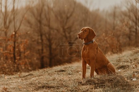Photo for Vizsla dog sitting in forest glade at sunset with golden light. Purebred hungarian pointer sitting and looking side. Dog-friendly vacation activities, hiking and travel with pets concept. - Royalty Free Image