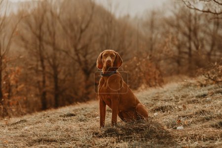 Photo for Vizsla dog sitting in forest glade at sunset with golden light. Purebred hungarian pointer sitting and looking at camera. Dog-friendly vacation activities, hiking and travel with pets concept. - Royalty Free Image