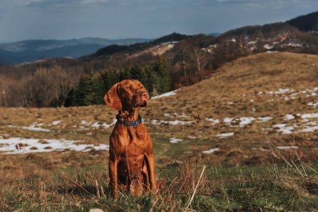 Photo for Vizsla dog sitting on mountain hill with melting snow. Golden rust hungarian pointer in nature on hiking trip. Dog-friendly vacation and outdoor activities. Hiking and travel with pets concept. - Royalty Free Image