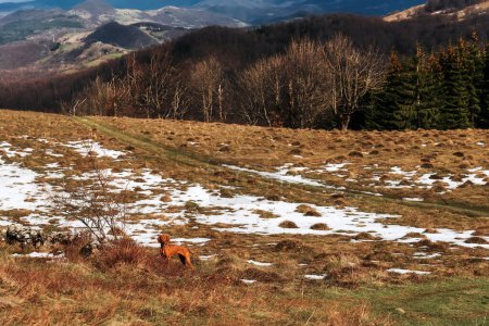 Photo for Vizsla dog standing on mountain hill with melting snow. Golden rust hungarian pointer in nature on hiking trip. Pet in beautiful landscape of mountain range. Hiking and travel with pets concept. - Royalty Free Image