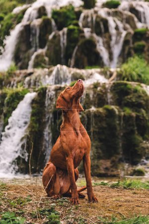 Photo for Vizsla dog sitting in front of cascade waterfalls. Purebred hungarian shorthaired pointer relaxing near natural spring. Enjoy dog-friendly vacation and outdoor activities. Travel with pets concept. - Royalty Free Image