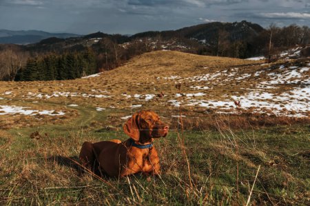 Photo for Vizsla dog lying on mountain hill with melting snow. Golden rust hungarian pointer relaxing in nature on hiking trip. Dog-friendly vacation and outdoor activities. Hiking and travel with pets concept. - Royalty Free Image