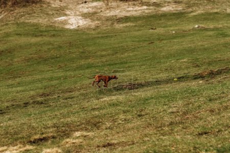 Téléchargez les photos : Heureux Vizsla hongrois Vizsla courir le long de la colline de montagne couverte d'herbe verte chien pointeur Purebred monter. Vacances adaptées aux chiens et activités de plein air. Randonnées et voyages avec animaux de compagnie concept. - en image libre de droit