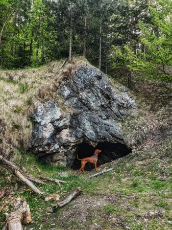 Photo for Purebred Hungarian Vizsla walking in forest, dog standing at the edge of cave. Beautiful golden-rust colored Magyar Vizsla in the woods, active hungarian pointer in entrance to cave, exploring nature. - Royalty Free Image