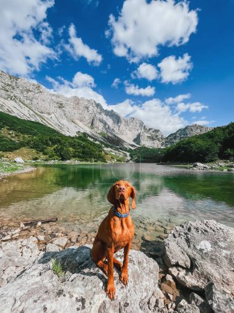 Téléchargez les photos : Joyeux chien hongrois Vizsla assis sur le rocher avec fond de montagne et de lac. Voyageur pour animaux se reposant près du lac Skrcko dans le parc national de Durmitor, Monténégro. Voyager avec un chien, randonnées avec animaux de compagnie concept. - en image libre de droit