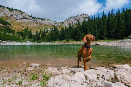 Photo for Hungarian Vizsla dog in pointing stance near mountain lake surrounded by coniferous forest. Dog traveler standing by Jablan Lake in Durmitor, Montenegro. Hiking and adventures with pet concept. - Royalty Free Image