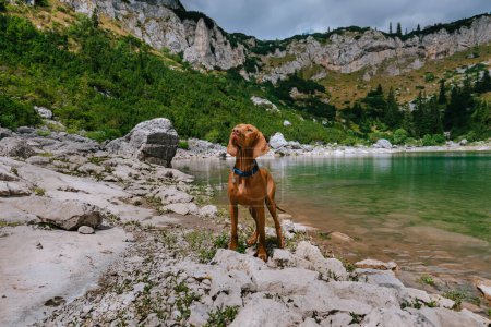 Photo for Hungarian Vizsla dog standing near mountain lake surrounded by coniferous forest. Pet traveler resting in highlands by Jablan Lake in Durmitor, Montenegro. Travel with a dog, hiking with pet concept. - Royalty Free Image