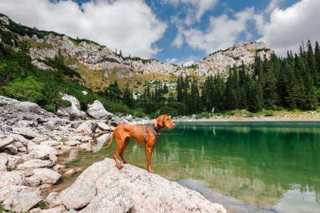 Photo for Hungarian Vizsla dog standing on rock in mountain lake surrounded by pine forest. Dog traveler standing by Jablan Lake and looking at water. Dog-friendly hiking and pet travel adventures concept. - Royalty Free Image