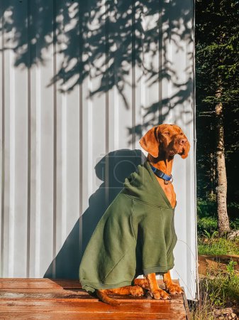 Photo for Hungarian Vizsla dog wearing green hoodie sitting in front of country house in golden light. Purebred Magyar vizsla enjoying summer morning on nature. Portrait of pointer dog near vacation home. - Royalty Free Image