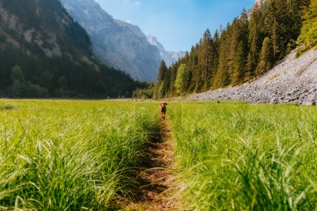 Foto de Perro vizsla húngaro corriendo en prado verde situado a distancia en las montañas. Feliz puntero de pura raza en el hermoso valle de la montaña con rocío de verano por la mañana. Viaje con mascotas, concepto de senderismo para perros. - Imagen libre de derechos