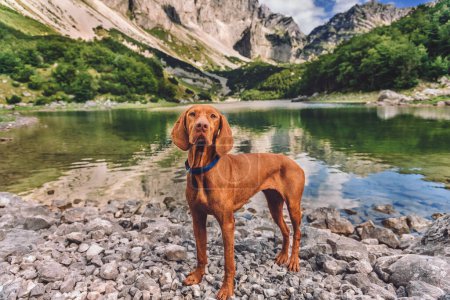 Foto de Hermoso perro húngaro Vizsla de pie sobre una roca con fondo de montaña y lago. Viajero de mascotas por el lago Skrcko en el Parque Nacional Durmitor, Montenegro. Viajar con un perro, senderismo con concepto de mascota. - Imagen libre de derechos