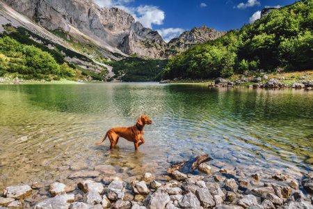 Foto de Perro Vizsla húngaro de pie en el lago montañoso con fondo de montaña y bosque. Viajero de mascotas en el lago Skrcko en el Parque Nacional Durmitor, Montenegro. Viajar con un perro, senderismo con concepto de mascota. - Imagen libre de derechos