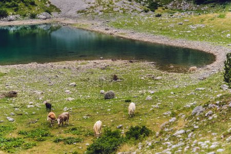 Foto de Vacas pastando en prado verde cerca de un pequeño lago de montaña Skrcko. Paisaje de las tierras altas en Durmitor, Montenegro. Las vacas contemplan el lago glacial montañoso, atracción natural popular de los Alpes Dináricos. - Imagen libre de derechos