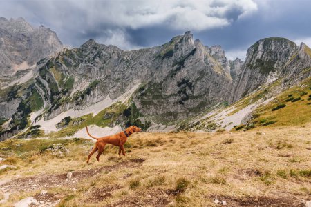 Foto de Perro húngaro de caza Vizsla de pie en el valle entre las altas montañas del Parque Nacional Durmitor. Señalando puntero húngaro en el paisaje montañoso. Viajar con perro, senderismo con concepto de mascota. - Imagen libre de derechos