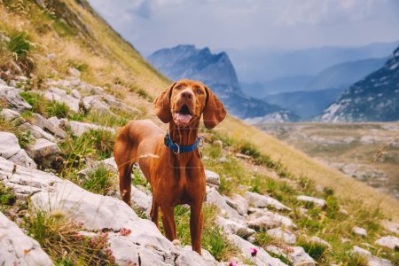 Photo for Purebred Hungarian Vizsla dog portrait in mountain landscape. Beautiful golden-rust colored Magyar Vizsla during summer walk in mountains, happy Hungarian pointer with tongue hands out in wilderness. - Royalty Free Image