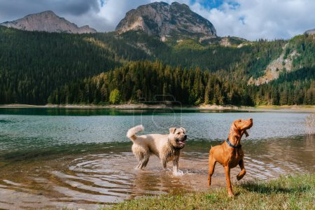 Téléchargez les photos : Deux chiens heureux jouant dans l'eau du lac noir dans le parc national de Durmitor, Monténégro. Ludique hongrois Vizsla et Kangal Shepherd s'amuser dans le lac de montagne entouré par la forêt dans les hauts plateaux. - en image libre de droit