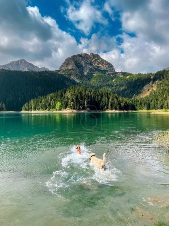 Foto de Dos perros felices jugando en el agua del lago Negro en el Parque Nacional Durmitor, Montenegro. Juguetón húngaro Vizsla y Kangal Shepherd nadando en el lago de montaña rodeado de bosque en las tierras altas. - Imagen libre de derechos