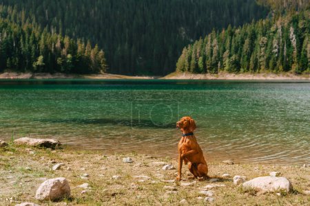 Photo for Pointer dog lifting paw sitting by mounting lake high in mountains. Active Hungarian Vizsla sits against backdrop black lake in Durmitor National Park, Montenegro. Pet-friendly travel concept. - Royalty Free Image