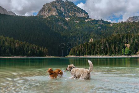 Foto de Dos perros felices jugando con palo en el agua del lago Negro en el Parque Nacional Durmitor. Juguetón húngaro Vizsla y Kangal Shepherd se divierten en el lago de montaña en el bosque durante las vacaciones de verano en la naturaleza. - Imagen libre de derechos