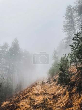 Téléchargez les photos : Brouillard épais d'automne ou d'hiver dans la forêt montagneuse de Zlatibor, Serbie. Beau paysage automnal avec sentier de randonnée entouré de forêts de conifères aux couleurs automnales et enveloppé par une brume mystique. - en image libre de droit