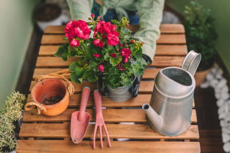 Photo for Unrecognizable woman gardener transplanting plant into new pot on wooden table in terrace garden. Hands planting geranium flower, composition with gardening tools. Taking care of home garden concept. - Royalty Free Image