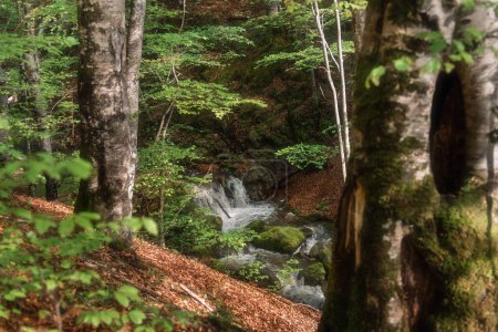 Izubra Cascadas senderismo en el Parque Natural Golija. Paisaje primaveral con cascadas naturales en bosque mixto oculto. Caminata en cascada y punto de referencia natural de Serbia. Ruta panorámica de trekking en los Balcanes.