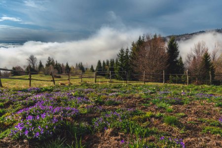 Morning scenery of meadow with blooming violet flowers and fog in mountains. Majestic spring scenery with purple flowers on field in foggy morning at sunrise.