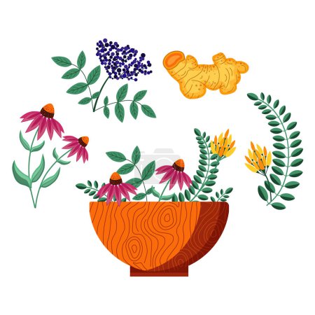 Illustration for Homeopathic plants wooden bowl with medical herbs, flowers and spices. Organic flu treatments and natural remedies. Boost immunity recipe for fever and headache treatment. - Royalty Free Image
