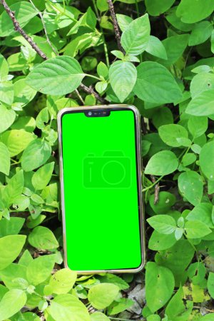 pantalla verde móvil alrededor en plantas verdosas. otro ángulo