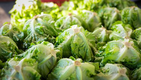 Photo for Lot of fresh Lettuce in local market. closeup. selective focus image. - Royalty Free Image
