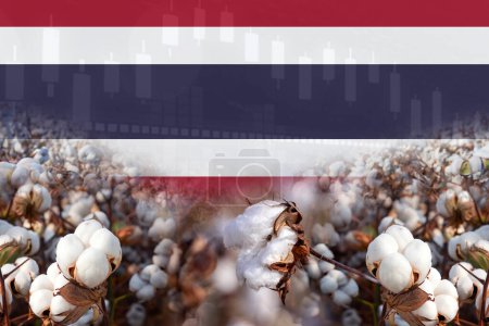 Foto de Grupo de plantas de algodón con diseño de póster ilustración bandera de Tailandia. concepto de comercio de algodón. - Imagen libre de derechos