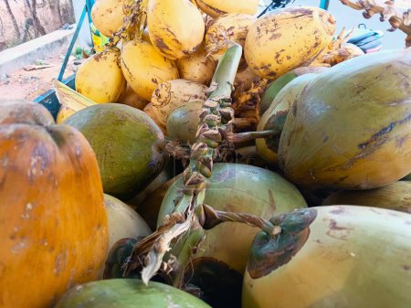 Pile of variety Coconuts at the Market. closeup image. 