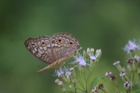 Téléchargez les photos : Vue sur le papillon atlites Junonia, le papillon atlites Junonia est des feuilles aux fleurs en mode macro, Indonésie - en image libre de droit
