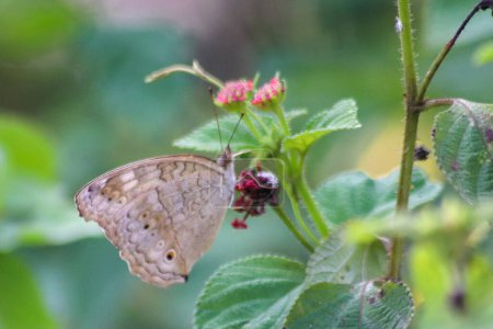 Téléchargez les photos : Vue sur le papillon atlites Junonia, le papillon atlites Junonia est des feuilles aux fleurs en mode macro, Indonésie - en image libre de droit