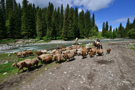 Photo for Herdsmen in the Tianshan Mountains of Xinjiang, China, drive their flocks along the icy riverside in the forest of the beautiful river valley like a paradise. High-quality photo - Royalty Free Image