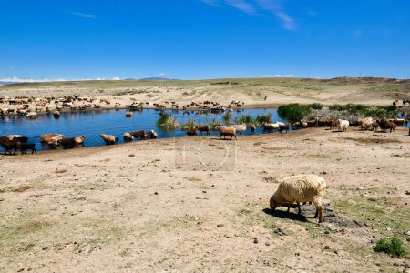 Téléchargez les photos : Un groupe de moutons et de chevaux dans le bassin Jungar, au Xinjiang, boivent de l'eau autour d'un étang clair, paissant sur l'herbe environnante, profitant du soleil chaud en été - en image libre de droit