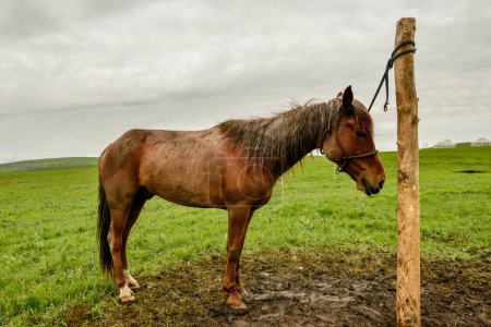 Téléchargez les photos : Les chevaux de la prairie Kalajun au Xinjiang sont d'importants partenaires et amis dans la vie des bergers. - en image libre de droit