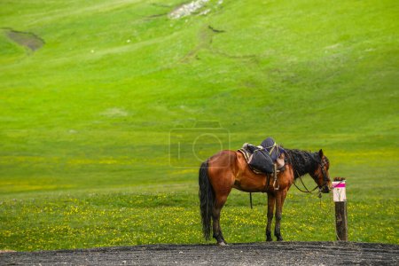 Téléchargez les photos : Les chevaux de la prairie Kalajun au Xinjiang sont d'importants partenaires et amis dans la vie des bergers. - en image libre de droit