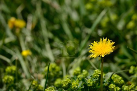 Photo for Flowers and plants that can be seen everywhere in the Kalajun prairie in Xinjiang - Royalty Free Image